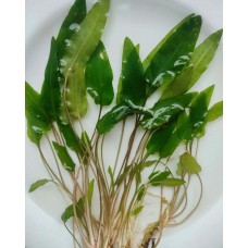 Криптокорина Вендта Зелений Гекон (Cryptocoryne wendtii Green gecko)
